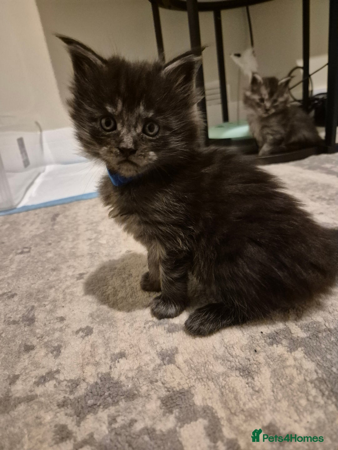 Maine Coon cats for sale: 4 beautiful maine coon babies - Image 5