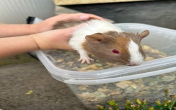 Guinea Pig rodents for sale: Beautiful baby Guinea pigs - Image 3