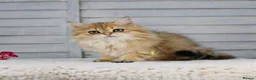 British Longhair cats for sale: Boy ready  - Advert 3