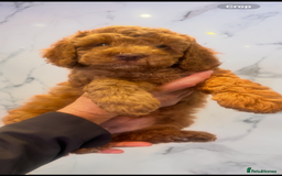 Cockapoo dogs for sale: READY TO LEAVE NOW Stunning Cockapoo Puppies - Image 6