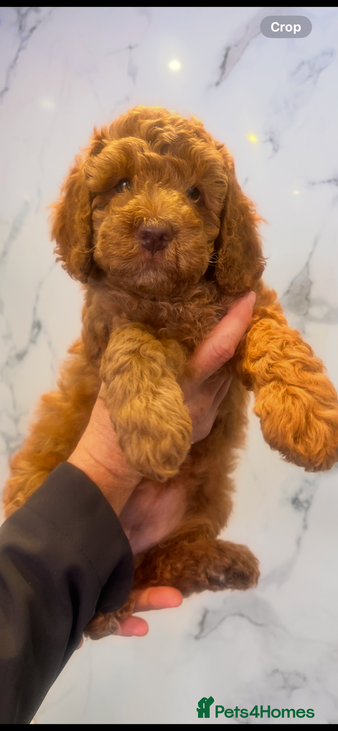 Cockapoo dogs for sale: READY TO LEAVE NOW Stunning Cockapoo Puppies - Image 6