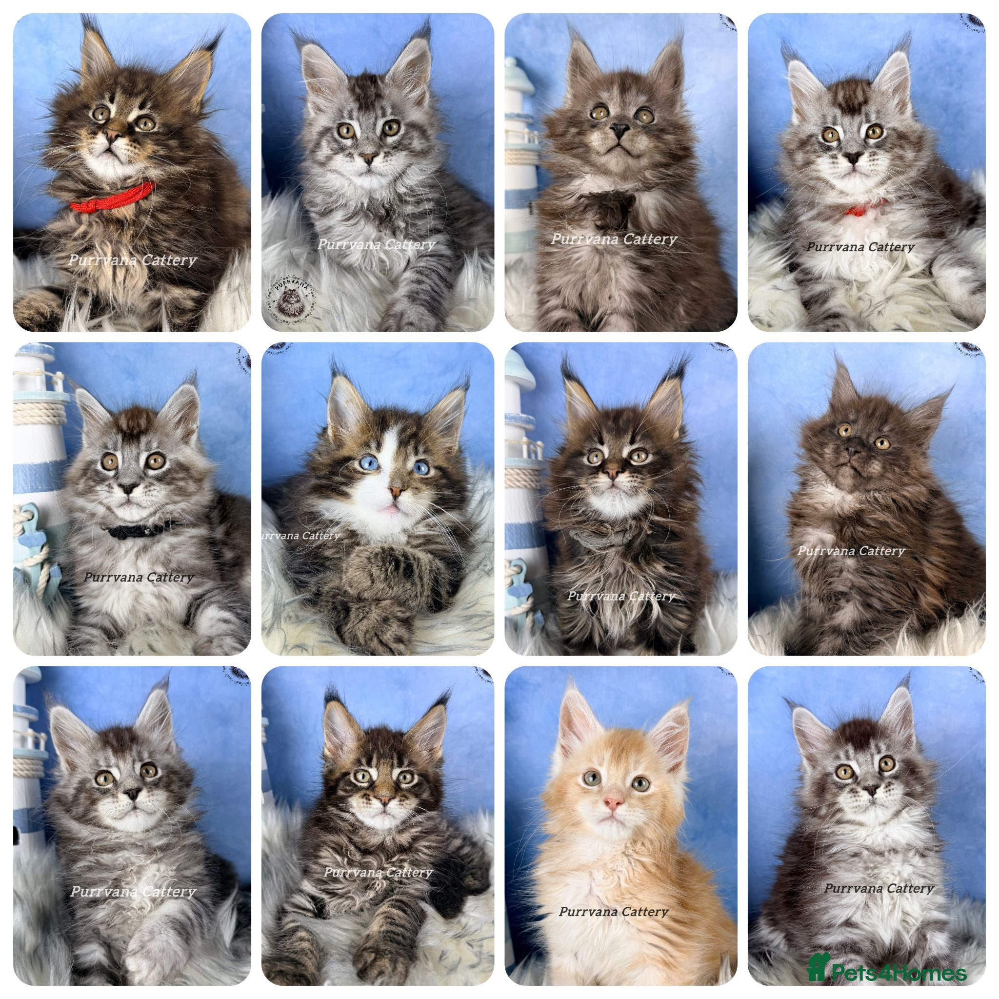 Maine Coon cats TICA registered adorable Maine coon kittens - Advert 1