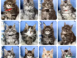 Maine Coon cats TICA registered adorable Maine coon kittens - Advert 1