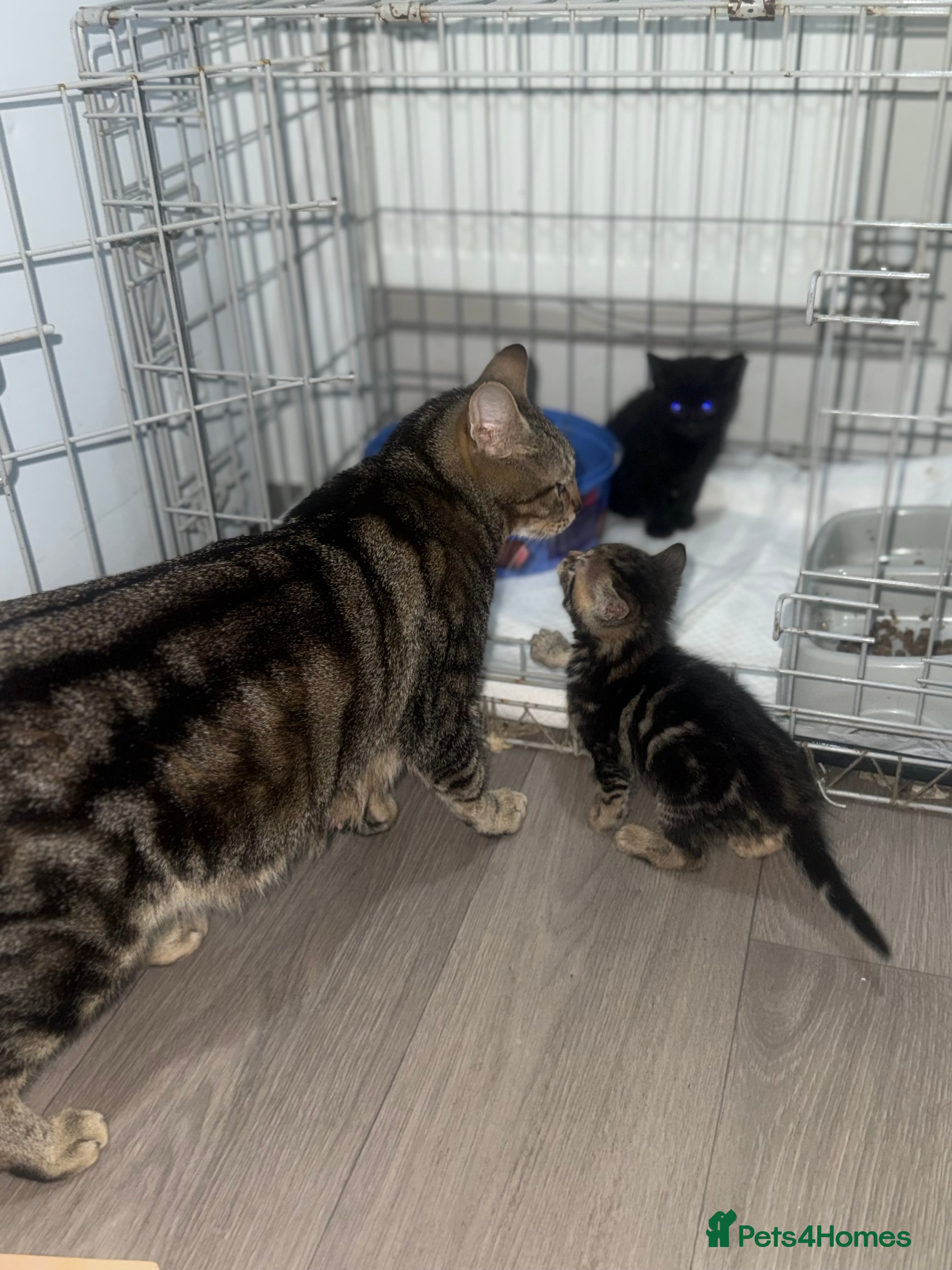 Mixed Breed cats 5 beautiful kittens for sale  - Advert 2