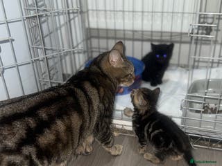 Mixed Breed cats 5 beautiful kittens for sale - Advert 3