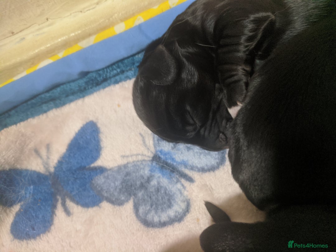 Cocker Spaniel dogs for sale: 6 beautiful working cocker spaniels  - Image 18