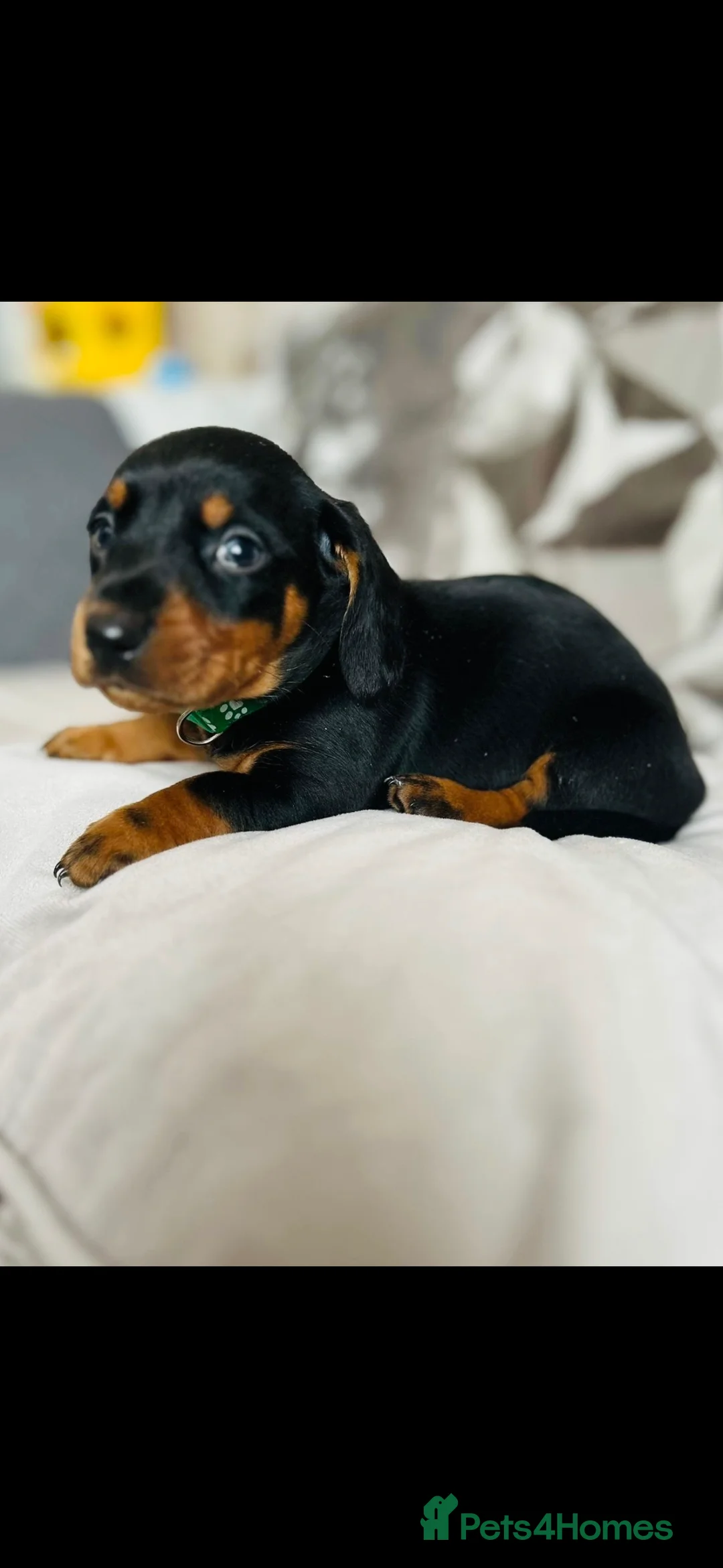 Miniature Dachshund dogs for sale: Very beautiful miniature dachshund puppies in Harlow - Advert 13