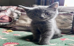British Shorthair cats for sale: BSH cross  - Image 5