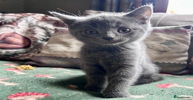 British Shorthair cats - Advert 15