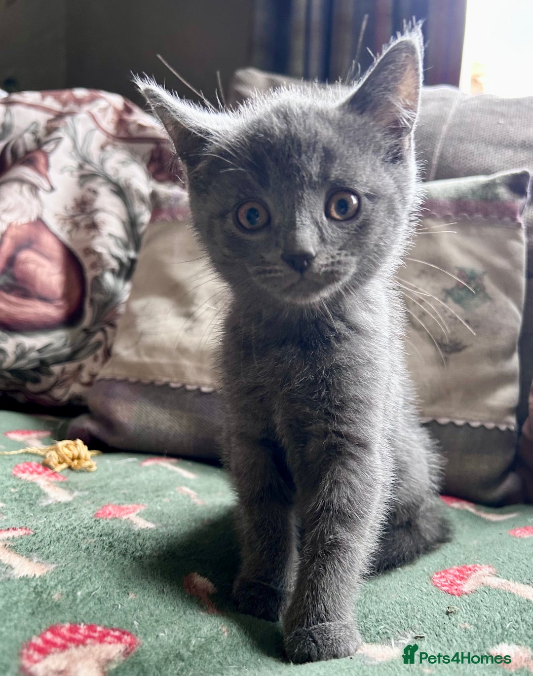 British Shorthair cats for sale: BSH cross  - Image 5