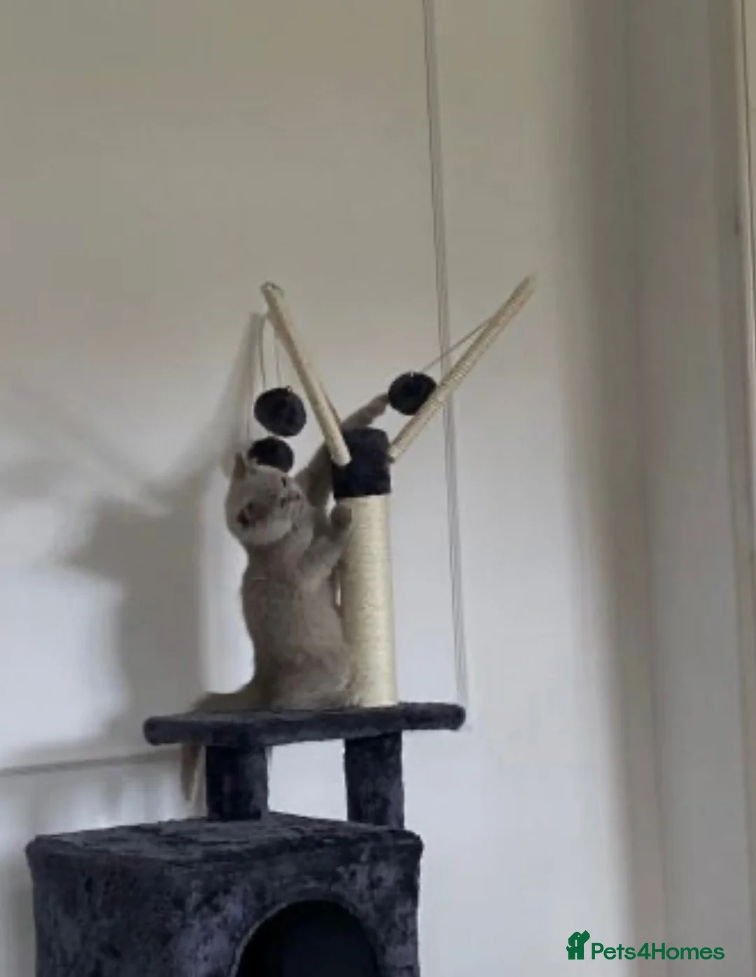 British Shorthair cats for sale: Cute British short hair female  in Stanmore - Advert 2