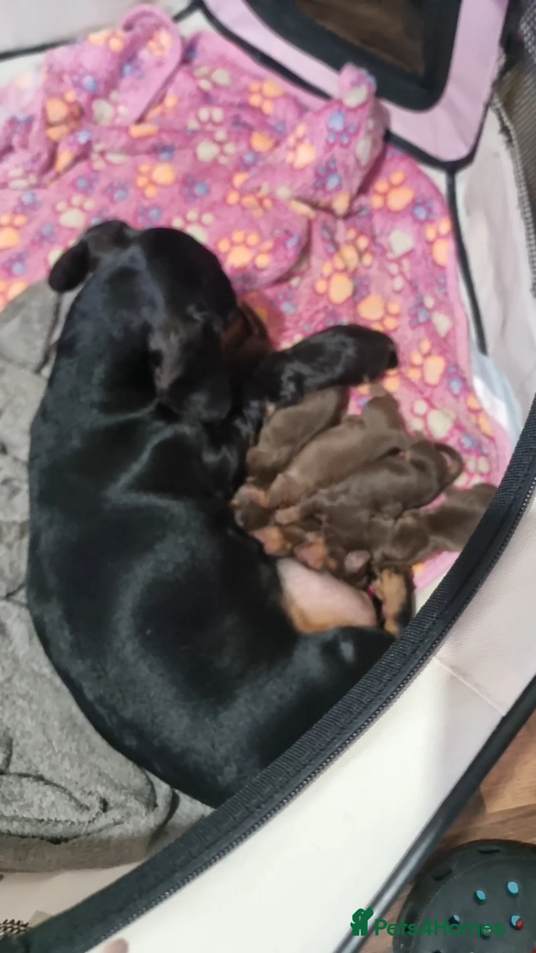 Miniature Dachshund dogs for sale: Miniature dachshund puppies  - Advert 1