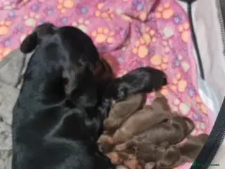 Miniature Dachshund dogs Miniature dachshund puppies - Advert 2