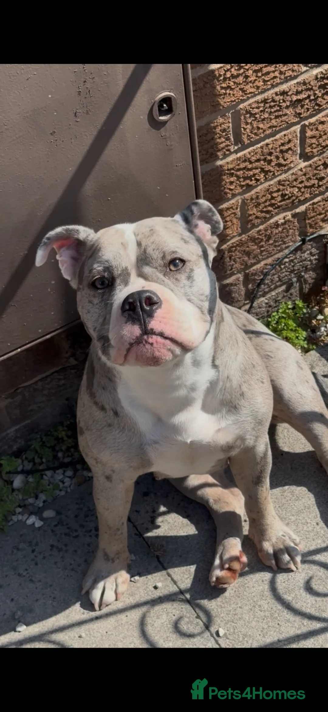Olde English Bulldogge dogs for sale: Skyla olde English bulldogge for re homing😢 - Advert 1