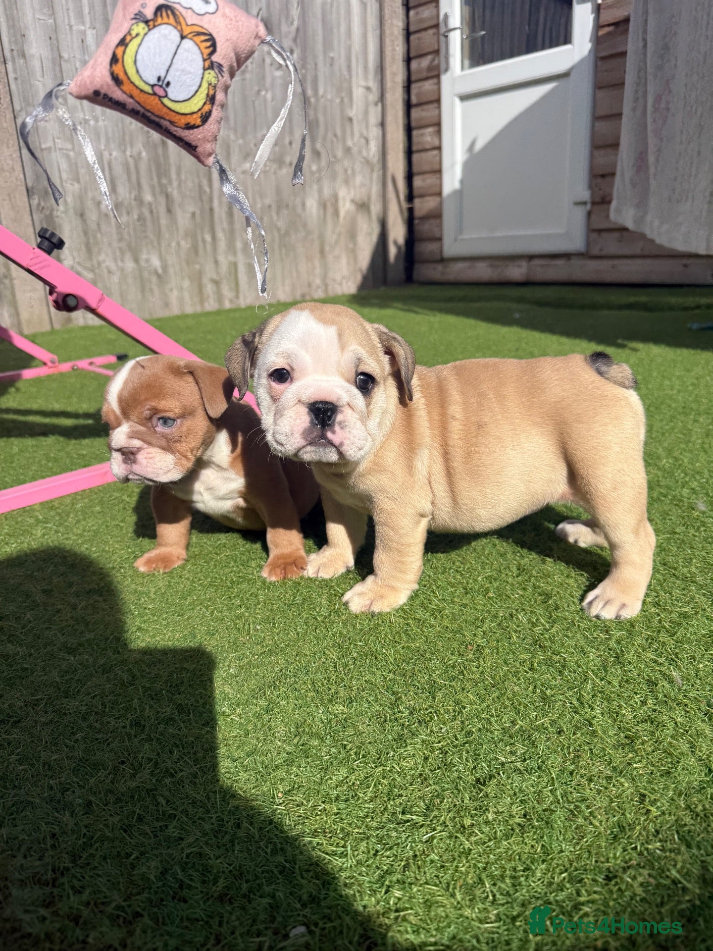 English Bulldog dogs English bulldog puppies  - Advert 11