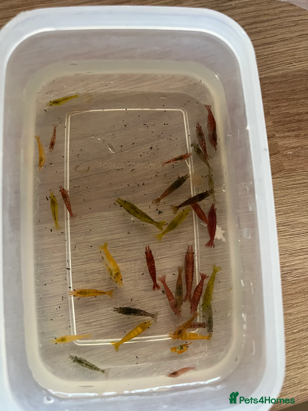 Shrimps fish for sale: Shrimp skittles £10 for 15 - Advert 1