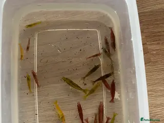 Shrimps fish Shrimp skittles £10 for 15 - Advert 3