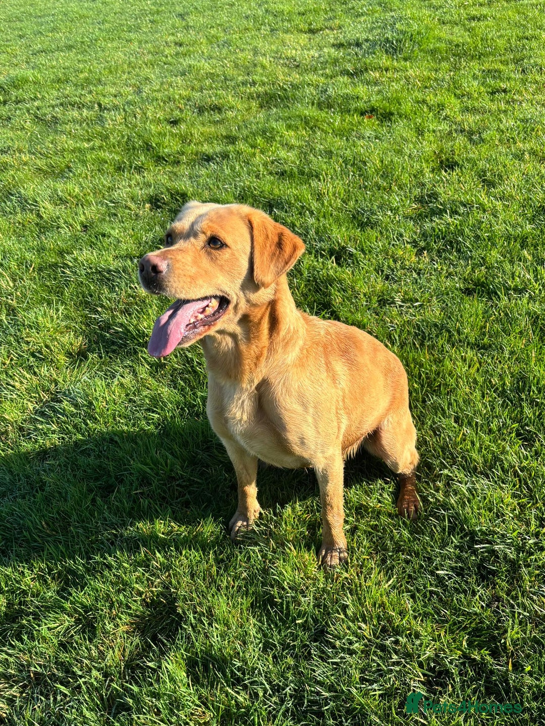 Labrador Retriever dogs for sale: Brockwell Gundogs  - Image 9