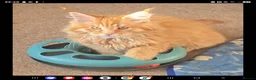 Maine Coon cats for sale: Beautiful Mainecoon kittins to sale - Advert 22