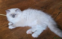 Ragdoll cats for sale: Amazing Ragdoll Babies - Image 8