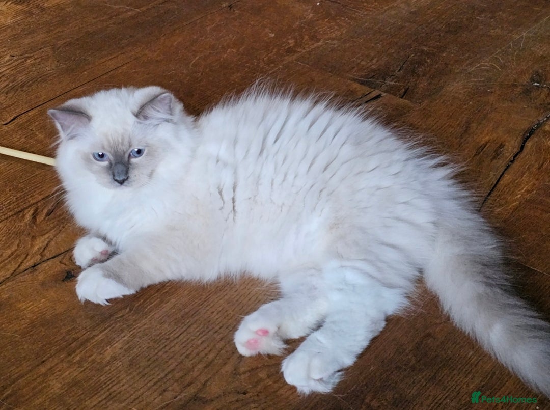Ragdoll cats for sale: Amazing Ragdoll Babies - Image 8