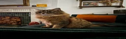 Domestic Shorthair cats for sale: 2 year old cat for rehoming - Advert 5