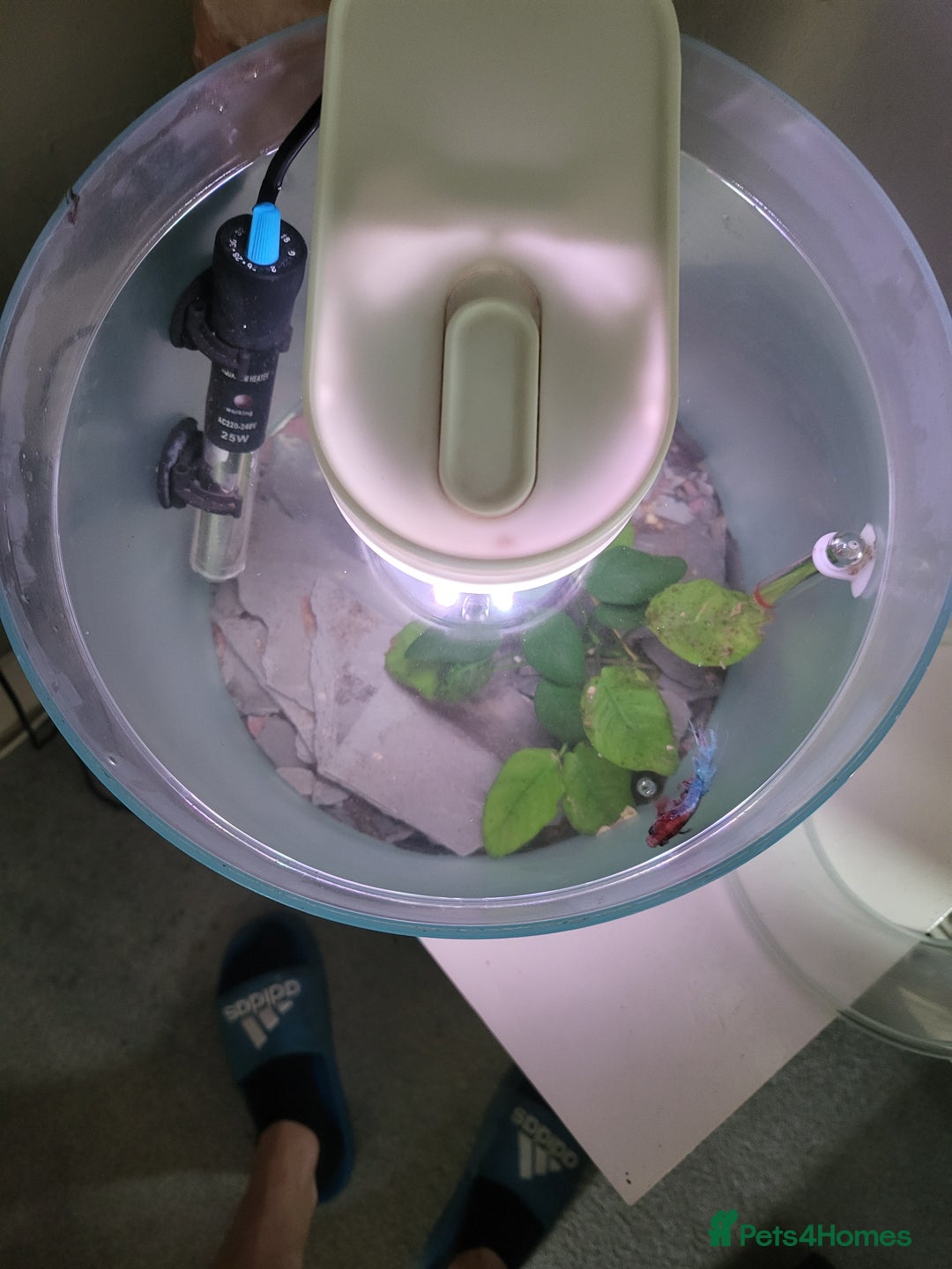 Bettas fish for sale: Cylinder tank, accessories and betta fish - Image 2