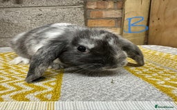 Mini Lop rabbits for sale: Mini Lop Rabbits For Sale  - Image 9
