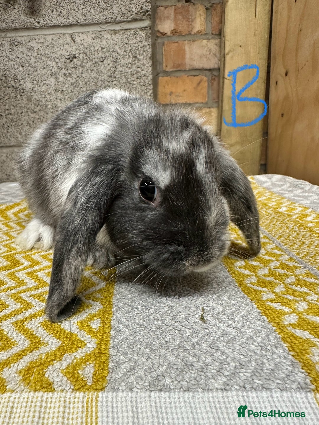 Mini Lop rabbits for sale: Mini Lop Rabbits For Sale  - Image 9