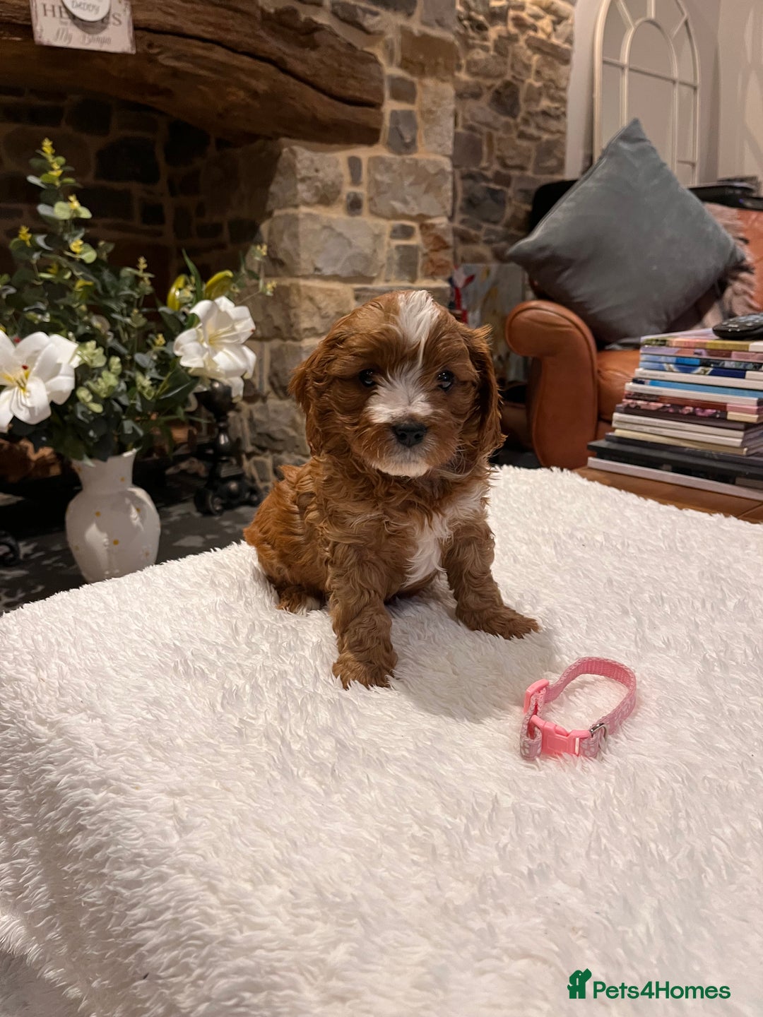 Cavapoo dogs for sale: Stunning litter of F1 Cavapoo puppies - Advert 15