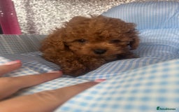 Cavapoo dogs for sale: F1 b cavapoo puppies 🐶  - Image 5