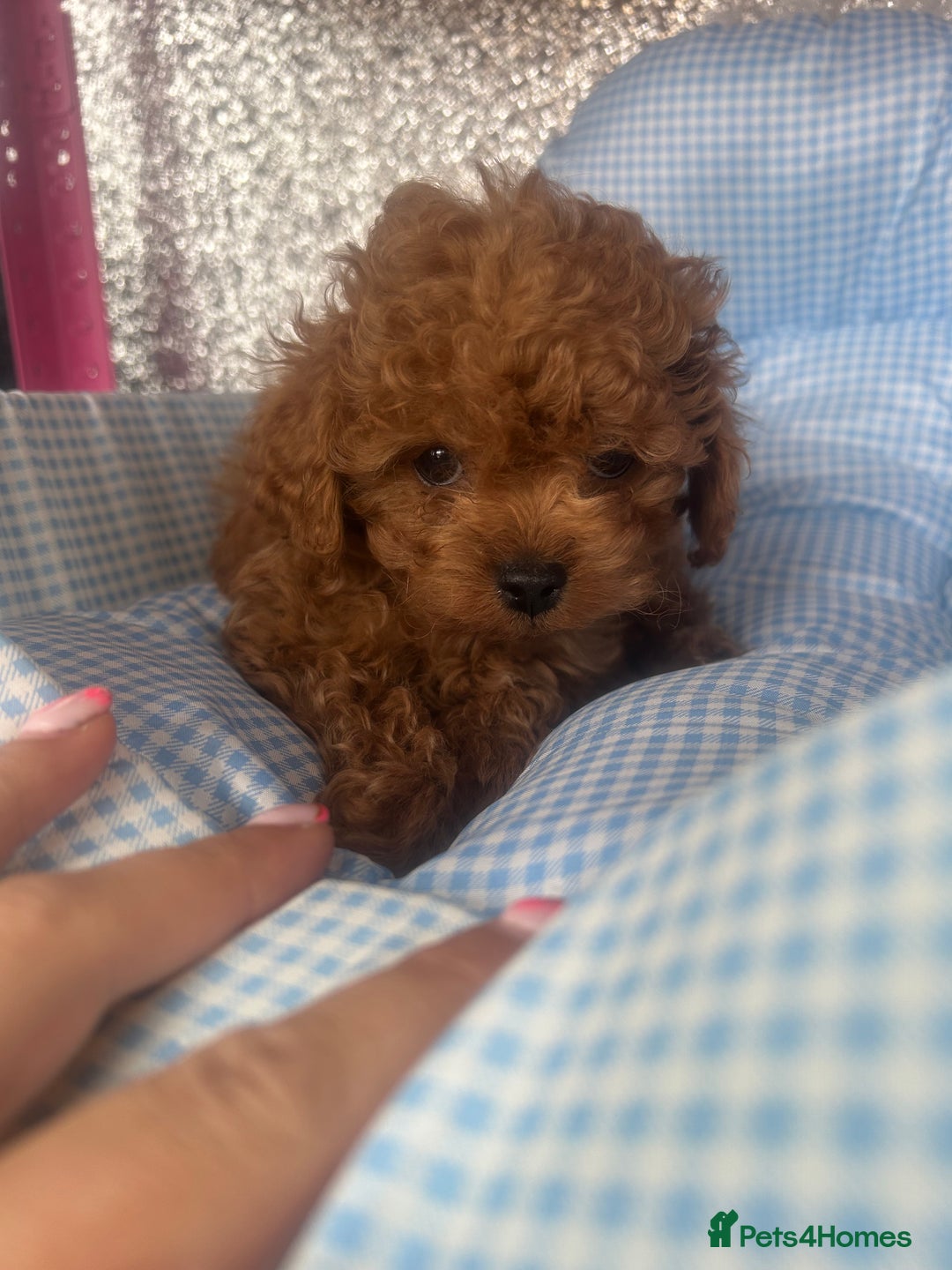 Cavapoo dogs for sale: F1 b cavapoo puppies 🐶  - Image 5