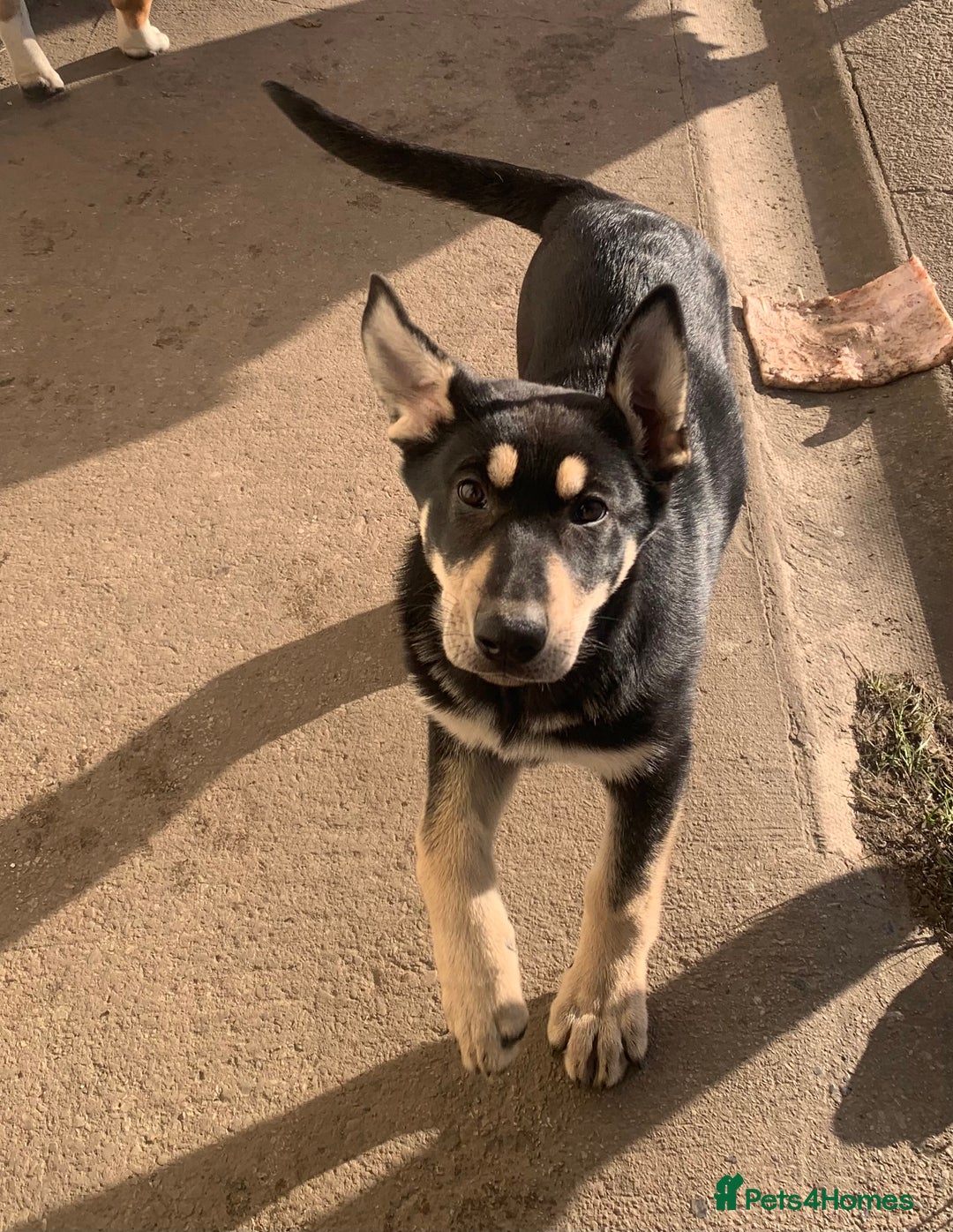 German Shepherd dogs for sale: German Shepherd Puppy - Advert 2