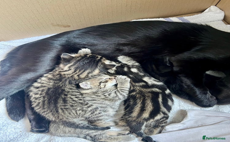 Domestic Shorthair cats - Advert 4
