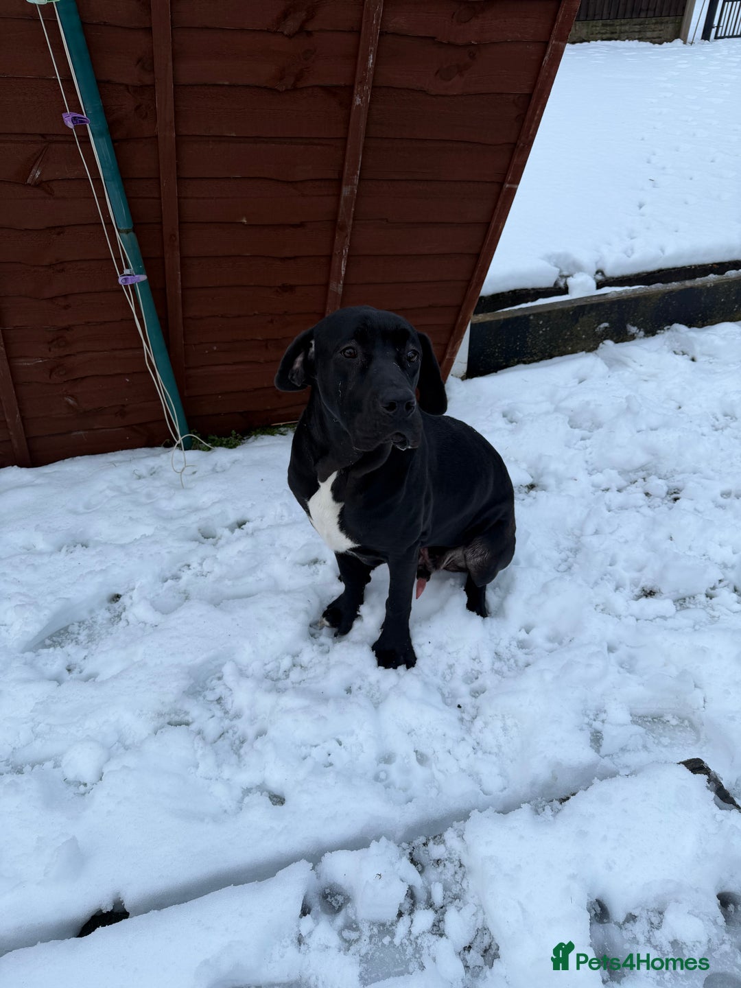 Mixed Breed dogs for sale: 9 month old Great Dane x cane corso  - Advert 3
