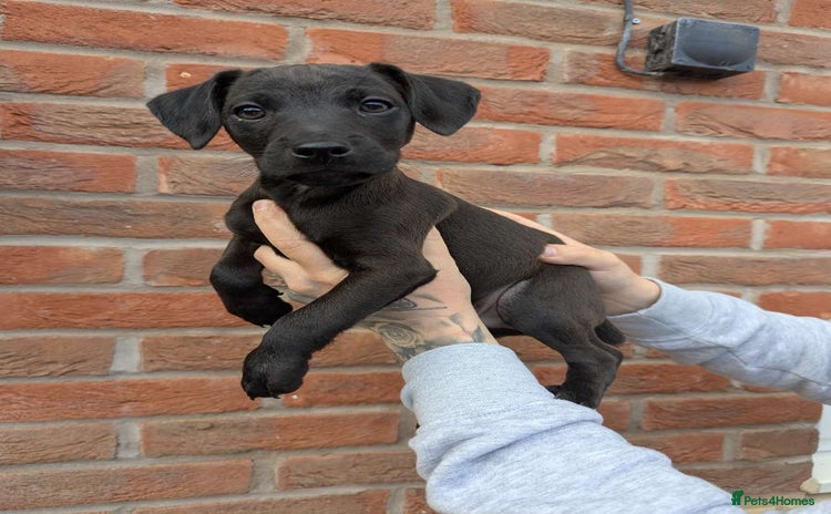 Patterdale Terrier dogs - Advert 5