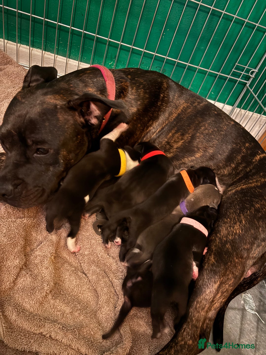 Staffordshire Bull Terrier dogs for sale: Staffordshire Bull Terrier hybrid puppies  - Advert 2