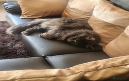 Maine Coon cats for sale: Ginger Stripped Male Maincoon - Image 7