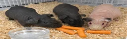 Guinea Pig rodents for sale: 2 x Skinny Pigs looking for new home - Advert 1