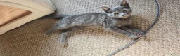 Mixed Breed cats for sale: Gray tabby kitten in North Walsham - Advert 7
