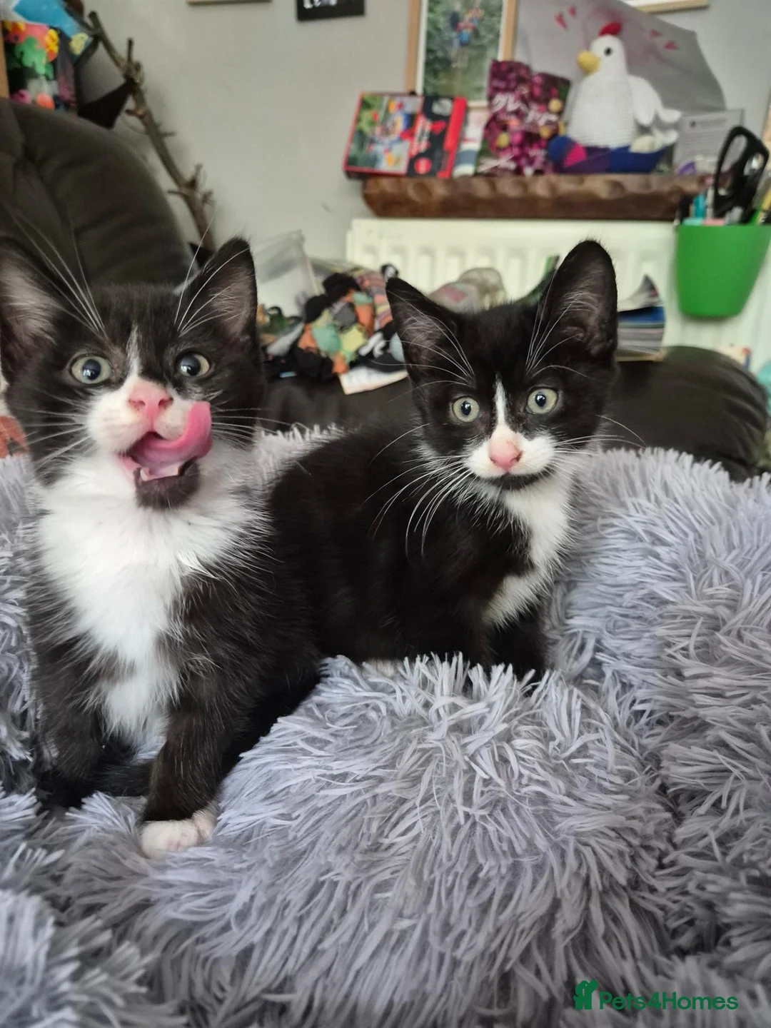 British Shorthair cats for sale: Gorgeous male kittens for sale  - Advert 2