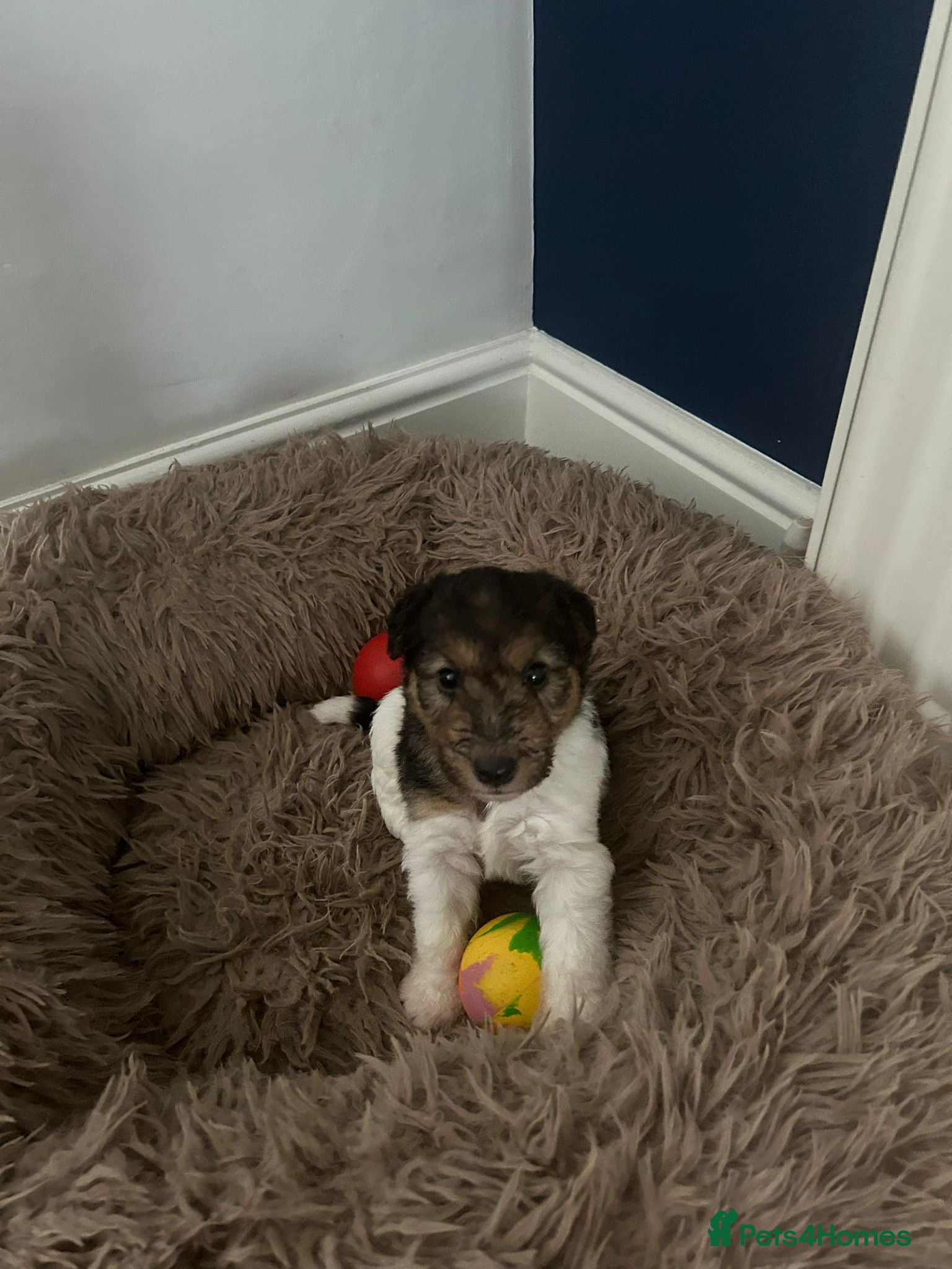 Fox Terrier dogs Beautiful wire fox terrier  - Advert 18