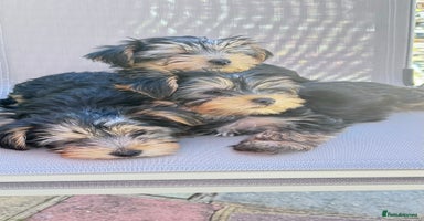 Yorkshire Terrier dogs - Advert 4