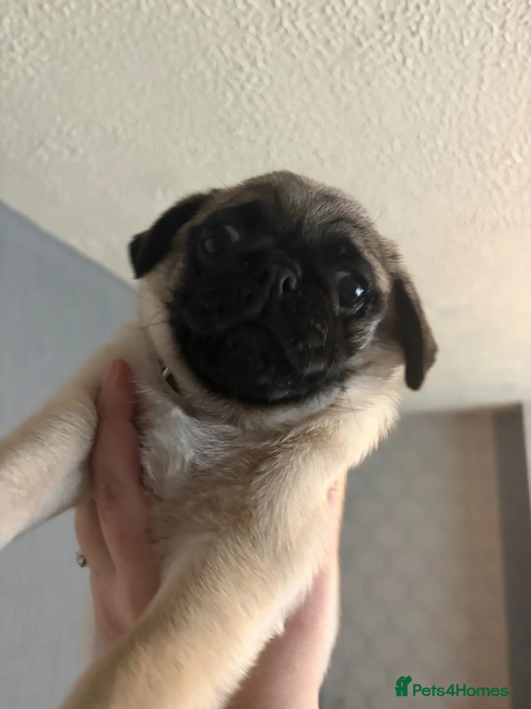 Pug dogs for sale: Male pug  - Advert 2