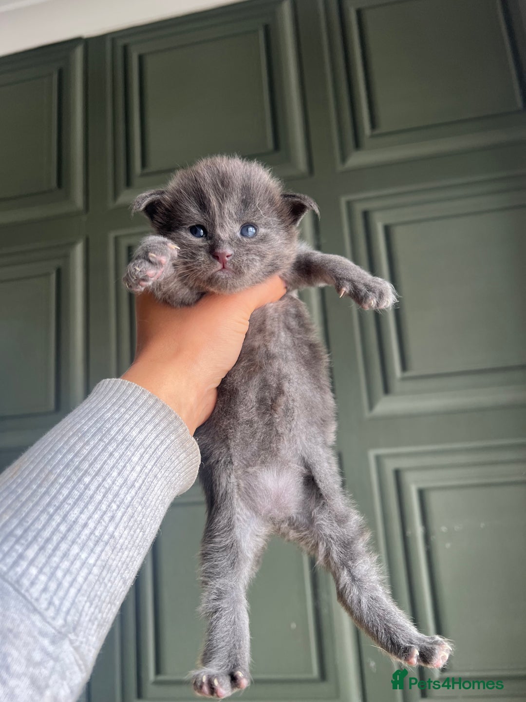 Maine Coon cats for sale: Chunky and fluffy Mainecoon kittens - Image 4