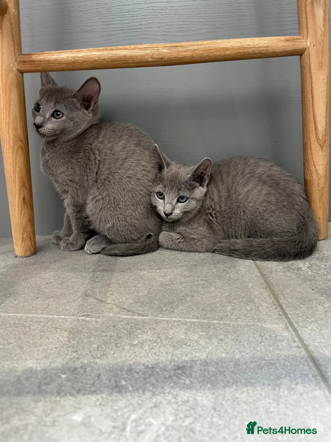Russian Blue cats for sale: 2 gorgeous 8 month old Russian blue girls  - Advert 8