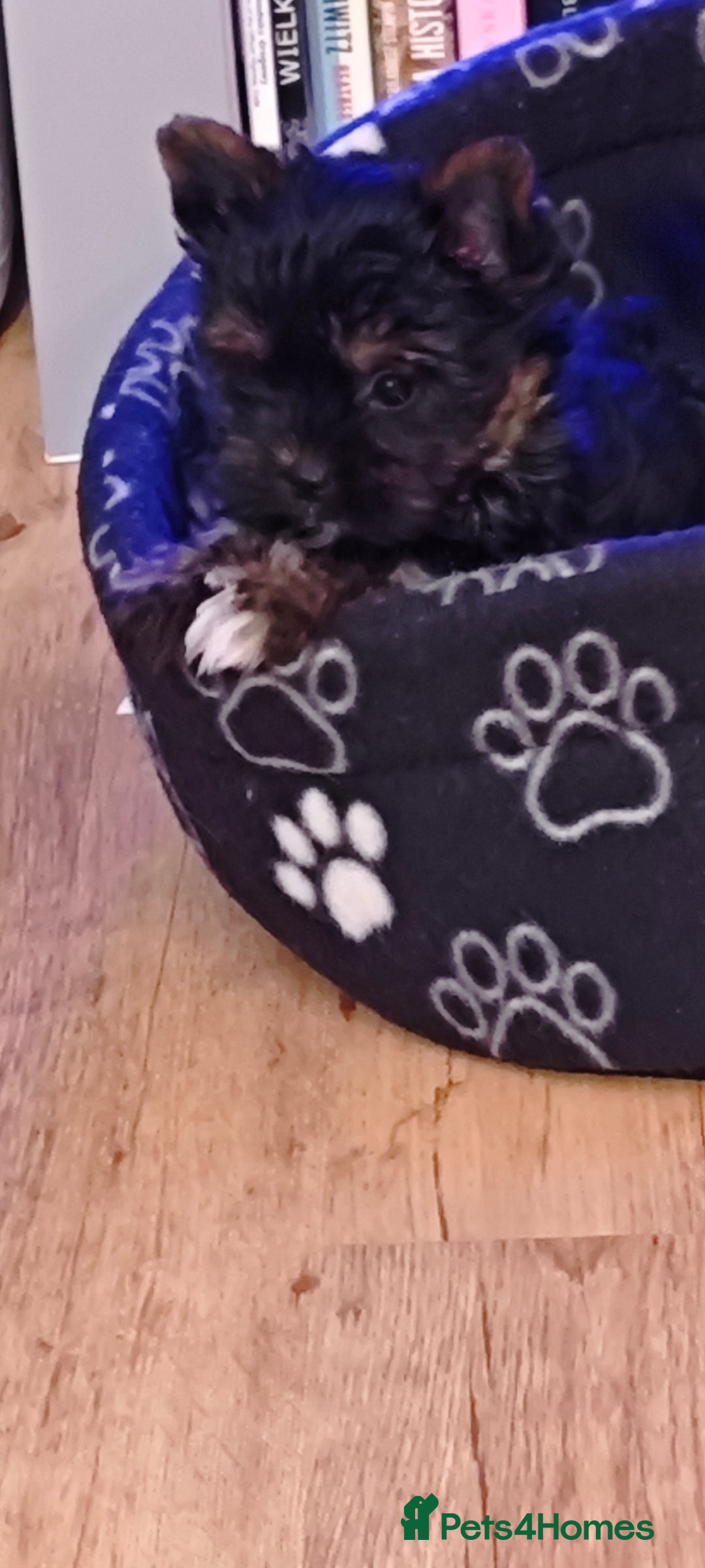 Yorkshire Terrier dogs for sale: beautiful, sociable Yorkshire Terrier female dog  - Advert 6