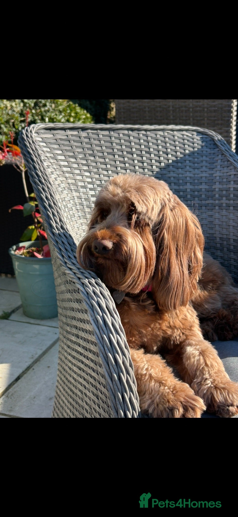 Australian Labradoodle dogs Multigenerational Australian Labradoodle puppies  - Advert 2