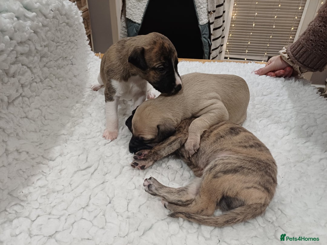 Whippet dogs for sale: KC  REG WHIPPET PUPS - Advert 30