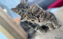 British Longhair cats for sale: British long hair  - Image 10